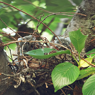 部屋全体/緑のある暮らし/心地よい暮らし/温かな巣を作ろう/心地よい住まい...などのインテリア実例 - 2018-05-12 22:14:44