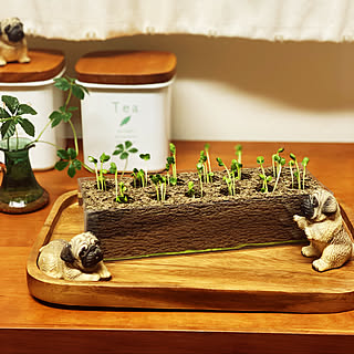 カイワレ大根のインテリア実例 Roomclip ルームクリップ