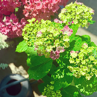 去年の紫陽花/カーリースパークル/紫陽花/好きなことを楽しむ/朝の風景...などのインテリア実例 - 2022-05-28 09:42:00