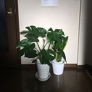 玄関/入り口/観葉植物のインテリア実例 - 2016-10-19 07:34:33