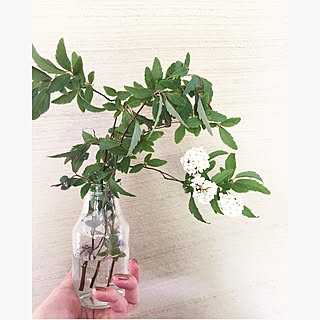 キッチン/庭の花を生ける/庭の花/牛乳瓶/小手毬...などのインテリア実例 - 2017-04-29 17:14:04