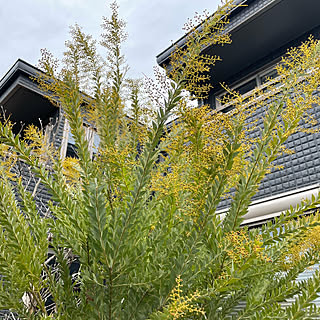 ブリスベーンワトルのインテリア実例 Roomclip ルームクリップ