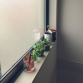 壁/天井/階段の窓辺/100均/植物のインテリア実例 - 2014-09-05 09:01:57