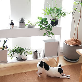 棚/プラントボックス/DIY/観葉植物/観葉植物のある暮らし...などのインテリア実例 - 2021-12-16 16:23:03