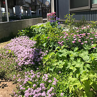 観葉植物/花/ナチュラル/庭/ガーデニング...などのインテリア実例 - 2019-05-30 09:41:24