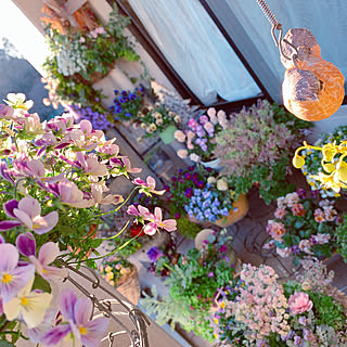 花のある暮らし/ベランダガーデン/ベランダの一角/ベランダのお花達/植物のある生活...などのインテリア実例 - 2020-03-25 21:50:17