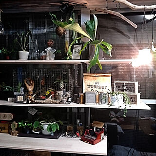 カフェ風インテリア/植物/棚DIY完成✨/NOGreenNOLife/indoor green...などのインテリア実例 - 2018-11-08 21:57:34