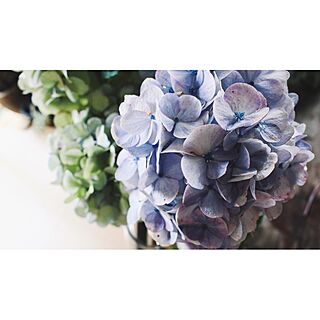 flower/NO GREEN NO LIFE/紫陽花のインテリア実例 - 2015-07-25 18:35:04