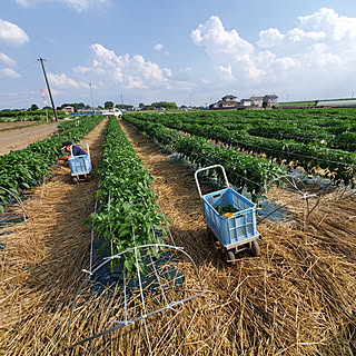 玄関/入り口/ピーマン収穫♬/農家の嫁/夏野菜はなす、ピーマン/熱中症には気をつけよう‼️のインテリア実例 - 2021-06-25 15:30:44