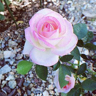 玄関/入り口/プリンセスドゥモナコ/美しい薔薇/バラ/薔薇のある暮らし♡...などのインテリア実例 - 2021-08-20 09:54:25