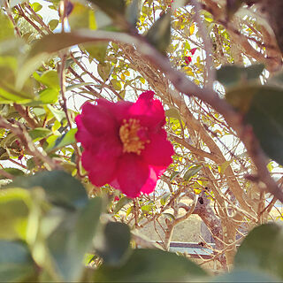 2月/冬/2月のお庭/けなげに咲く花/寒い...などのインテリア実例 - 2022-02-03 08:05:11