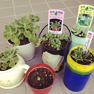 玄関/入り口/多肉専門店/多肉植物/多肉植物初心者♡/ホームセンター...などのインテリア実例 - 2014-05-06 18:37:43