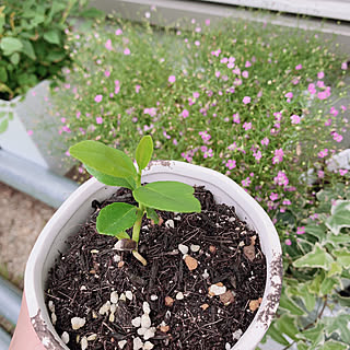 レモンの木/観葉植物/玄関花壇/主婦の暇つぶし/花壇DIY...などのインテリア実例 - 2020-07-02 09:29:37