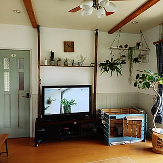 壁/天井/観葉植物/植物/観葉植物のある部屋/コウモリラン苔玉...などのインテリア実例 - 2017-07-03 11:23:42