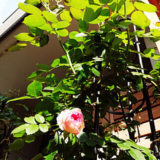 玄関/入り口/ピエールドゥロンサール/つるバラ/薔薇/バラ...などのインテリア実例 - 2022-05-05 08:29:13