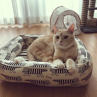 ベッド周り/マイキー/nekonomamaさんの猫ベッド/スバル/いつもいいねやコメありがとうございます♡...などのインテリア実例 - 2017-05-17 17:16:46