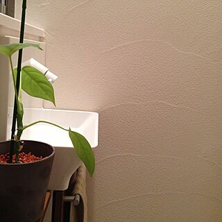 バス/トイレ/照明/植物/塗り壁のインテリア実例 - 2013-03-30 20:06:09