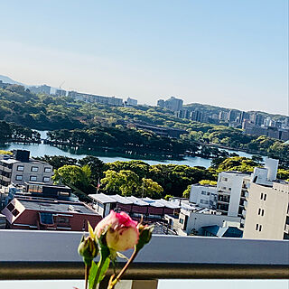 薔薇/STAY HOME♡/みてくれて、ありがとう(*^ω^)/リビングのインテリア実例 - 2020-04-25 07:32:14