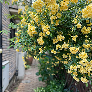 玄関/入り口/レンガの小道/花のある暮らし/満開/モッコウバラ黄色...などのインテリア実例 - 2021-04-19 10:40:19