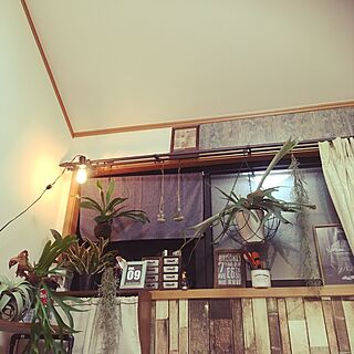 壁/天井/ネオゲリア/ビカクシダビーチ/観葉植物のある部屋/植物...などのインテリア実例 - 2017-06-23 12:36:32