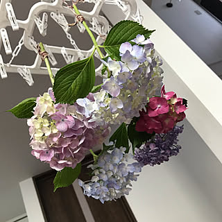 紫陽花ドライフラワー/紫陽花/庭/花壇/寄せ植え初心者...などのインテリア実例 - 2020-06-23 17:32:49