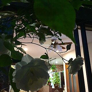 部屋全体/薔薇が好き/ウッドデッキ/薔薇/グリーンカーテン...などのインテリア実例 - 2016-05-13 19:22:05