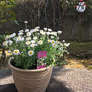 ガーデン/庭/はなかんざしのインテリア実例 - 2018-03-02 15:26:15