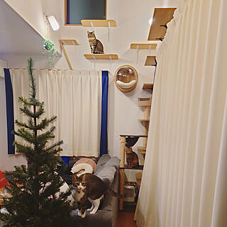 リビング/クリスマスツリー/IKEA/CAINZ HOME/キャットウォーク...などのインテリア実例 - 2022-12-02 01:55:45