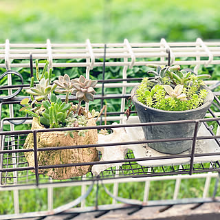 植木鉢/朝の風景/狭小マイホーム/ナチュラル/雑貨...などのインテリア実例 - 2020-07-30 19:49:49