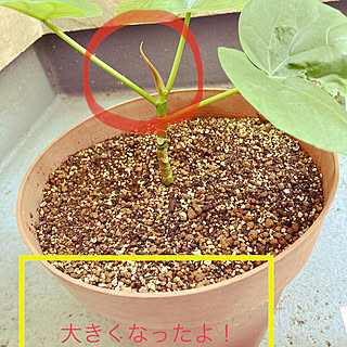 成長記録です❁/挿木/観葉植物/グリーン増やしたい！/ウンベラータ...などのインテリア実例 - 2022-07-20 11:01:40