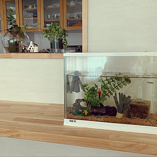 めだか水槽/観葉植物/平屋暮らし/リラックス/キッチンのインテリア実例 - 2020-09-23 08:10:28