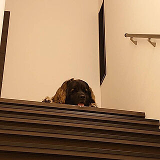 わんこと暮らす家/超大型犬のいる暮らし/階段/部屋全体のインテリア実例 - 2022-09-01 21:15:31