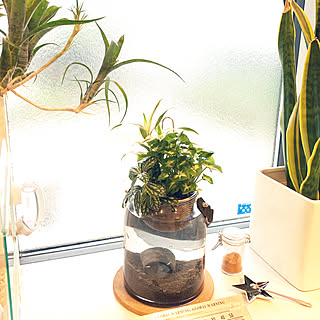 大 流木ガラス 水耕栽培 アクアリウム メダカ 鉢 ポット 琉球ガラス風