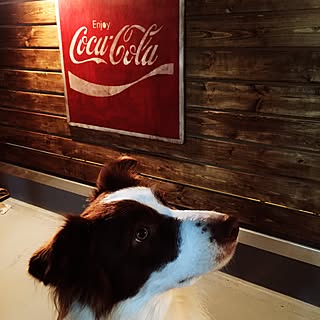 棚/ベランダガーデン計画/愛犬と暮らす家/コカコーラ/引越しました❤️...などのインテリア実例 - 2016-01-04 11:23:00