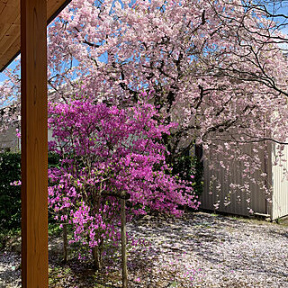 桜/いつもありがとうございます（◞‿◟）/しだれ桜/つつじ/壁/天井のインテリア実例 - 2020-04-14 11:33:13