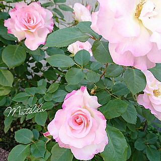 庭/バラ/薔薇のある暮らし/薔薇好き♡/花のある暮らし+..・* ❁...などのインテリア実例 - 2021-05-18 19:19:51