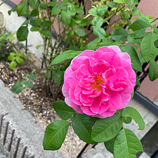 大好きな薔薇♡/ガートルード・ジェキル＊フランス/明日から雨です/蒸し暑いですね/曇り28℃...などのインテリア実例 - 2023-07-05 19:21:41