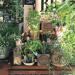 観葉植物/植物好き/植物と暮らす毎日/植物のある部屋/グリーンのある暮らし...などのインテリア実例 - 2016-02-16 17:09:52