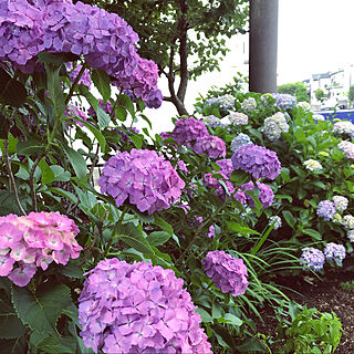 紫陽花✨/庭の紫陽花/庭の花/並んだ色好き/ピンク...などのインテリア実例 - 2021-06-05 13:45:48