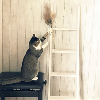 梅雨明け☀︎*.｡/スモークツリーのドライ/2段ベッドのはしごインテリア/ねことインテリア/ねこのいる暮らし...などのインテリア実例 - 2021-07-19 21:53:41