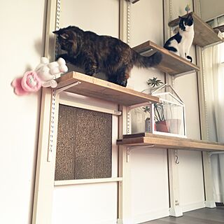 爪とぎDIY/IKEAミニ温室/WOODPRO足場板/猫/ねこ...などのインテリア実例 - 2017-01-29 09:13:41