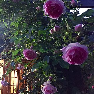 ジャスミーナ/桜霞/パーゴラ/ばら/薔薇が好き...などのインテリア実例 - 2016-05-17 19:40:08