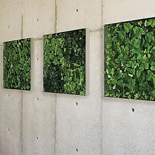 壁面緑化/観葉植物のある暮らし/インテリアグリーン/ウォールグリーン/ウォールディスプレイ...などのインテリア実例 - 2021-10-08 07:29:42