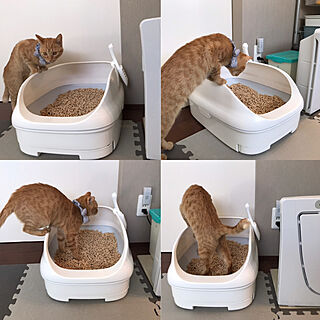 猫ちゃん想い/ニャンとも/ねこと暮らす。/ねこのいる日常/猫トイレ...などのインテリア実例 - 2020-11-28 11:03:31