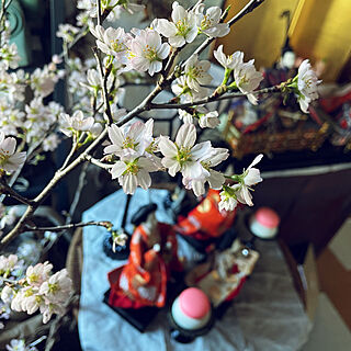 東海桜/ひな祭り/いいね☆ありがとうございます！/古道具/気分転換...などのインテリア実例 - 2021-02-24 16:05:23