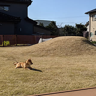 部屋全体/庭/ドッグラン/フェンス/芝生...などのインテリア実例 - 2021-03-24 17:01:25