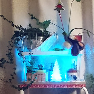 棚/X'masディスプレイ/X'mas/観葉植物/Daiso...などのインテリア実例 - 2017-11-10 21:42:33