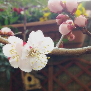 花＊/庭/春の訪れのインテリア実例 - 2014-03-17 17:10:09