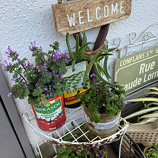 オリーブオイル容器/缶の再利用/トマト缶そのまんま/草花大好き/植物のある暮らし...などのインテリア実例 - 2021-03-13 08:19:36