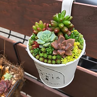 多肉寄せ植え ブロンズ姫のインテリア実例 ｜ RoomClip（ルームクリップ）